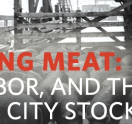 several pigs in pen with man