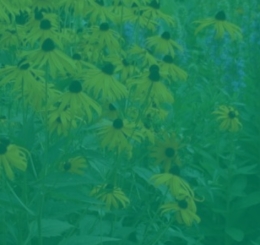 wildflowers with green overlay