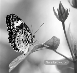 black and white photo of butterfly on leaf
