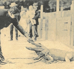 Alligator Joe and his Smiling Alligator