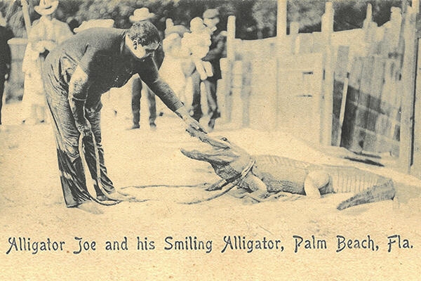 Alligator Joe and his Smiling Alligator