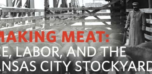 several pigs in pen with man